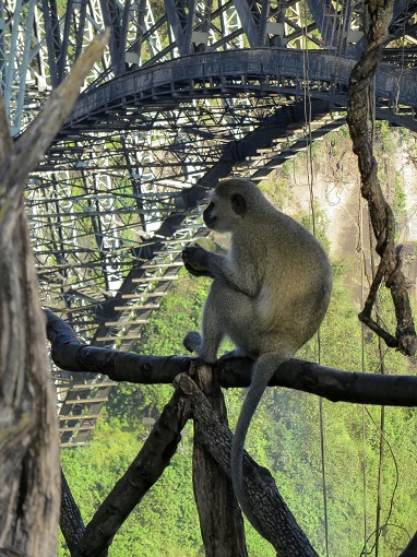 A vervet monkey sitting on a wood bridge eating an apple with a bridge in background in Zimbabwe