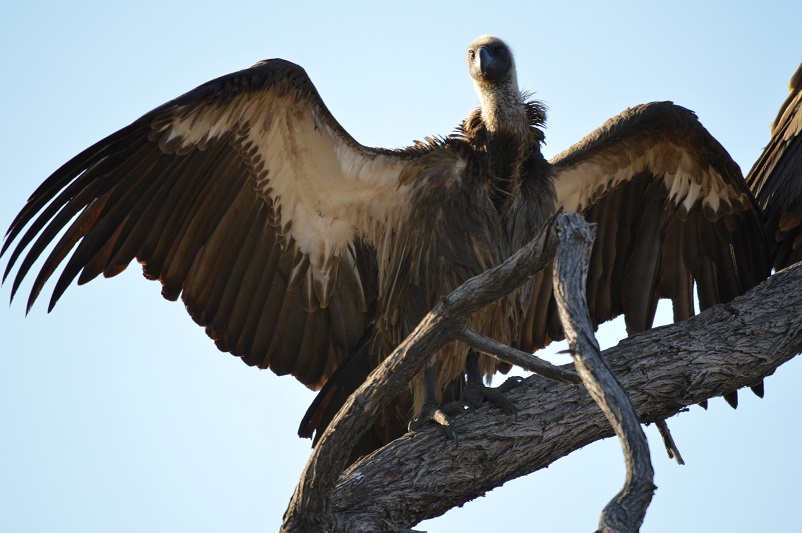 Vulture with wings spread on a branch in Botswana