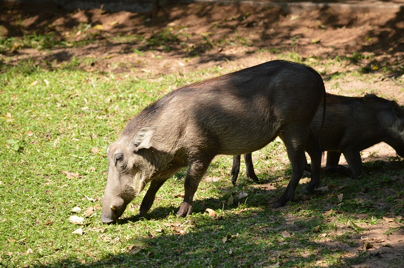 Warthogs grazing on grass in Chobe National Park in Botswana