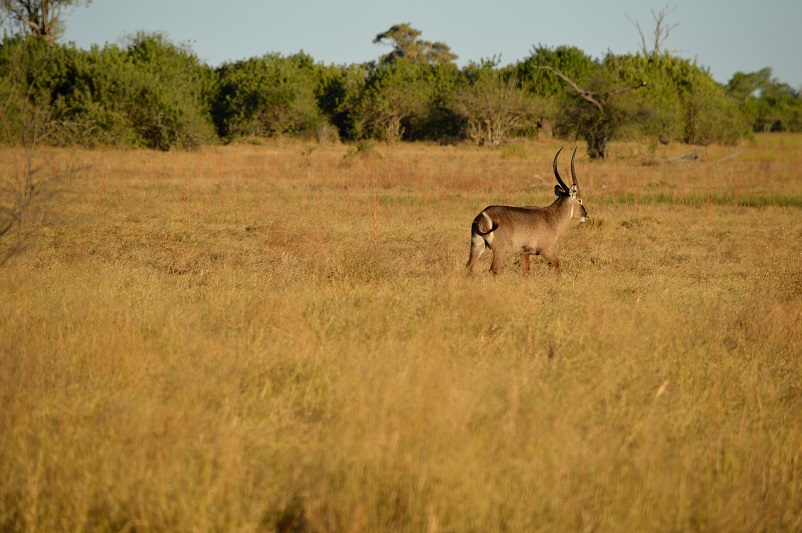Waterbuck walking away in a field in Botswana