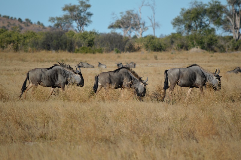 Three wildebeest, impressive African safari animals, walking in Botswana