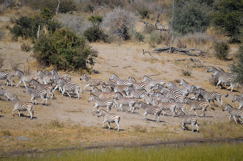 A herd of zebras, animals you see on a safari, walking up a hill away from the water in Botswana