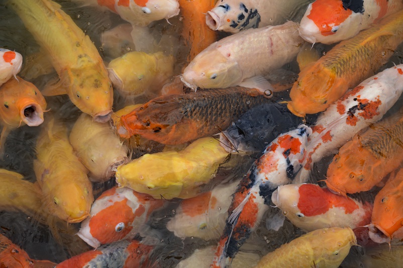 Close-up of yellow, orange, black, and white koi fish in Hiroshima