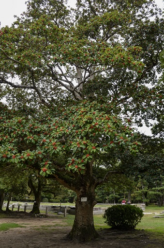Tree with red berries that survived the Hiroshima bombing