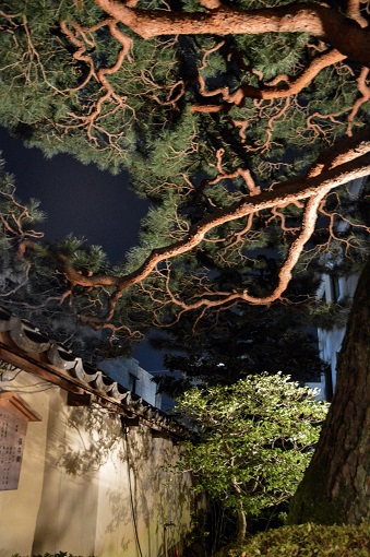Super knobby and twisty tree at night next to sign leading to Jazz Spot in Kanazawa
