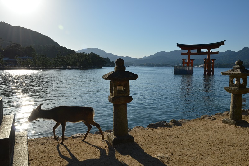 Deer walking in front of shrines and the floating torii gate on Miyajima