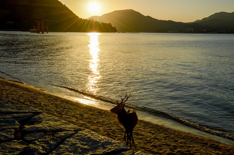 Deer walking on the beach at sunset on Miyajima