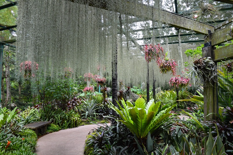 Plants and flowers at the Singapore Orchid Garden