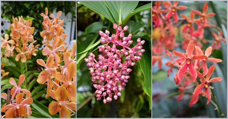 Three pictures of orange and pink orchids at the Singapore Orchid Garden