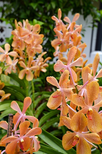 Orange orchids at Singapore Orchid Garden