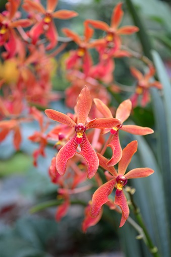 Close up of coral colored orchids at the National Orchid Garden in Singapore
