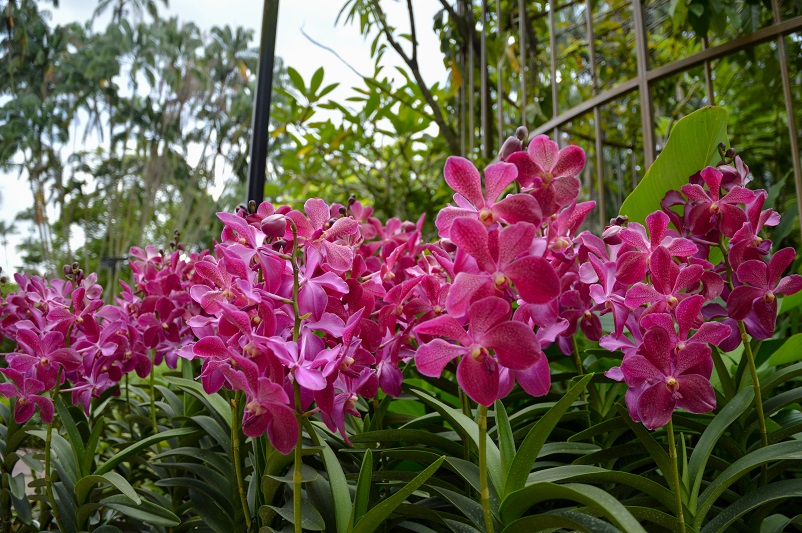Pink orchids at the Singapore National Orchid Garden
