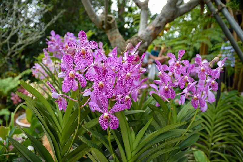 Purple orchids at the National Orchid Garden Singapore