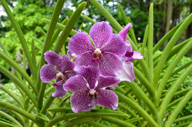 Close up of purple orchids at the Singapore Orchid Garden