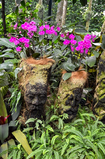 Purple orchids coming out of planters in head-shaped planters at Orchid Garden Singapore