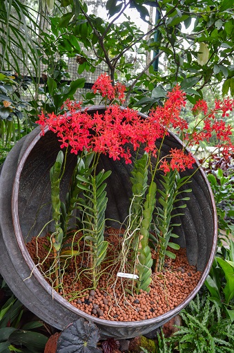 Red orchids in a planter at Orchid Garden Singapore