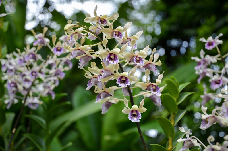 Purple and white orchids at the National Orchid Garden in Singapore