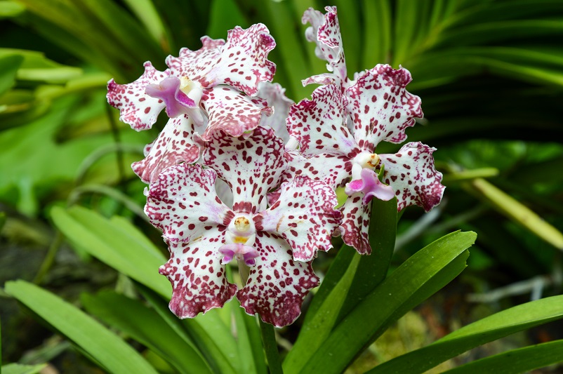 White and purple orchids at National Orchid Garden Singapore