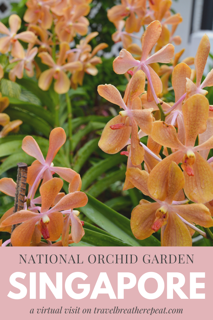 A virtual visit to the National Orchid Garden in Singapore so you can see beautiful orchids from the comfort of home #singapore #orchids #orchidgarden #flowers #asia