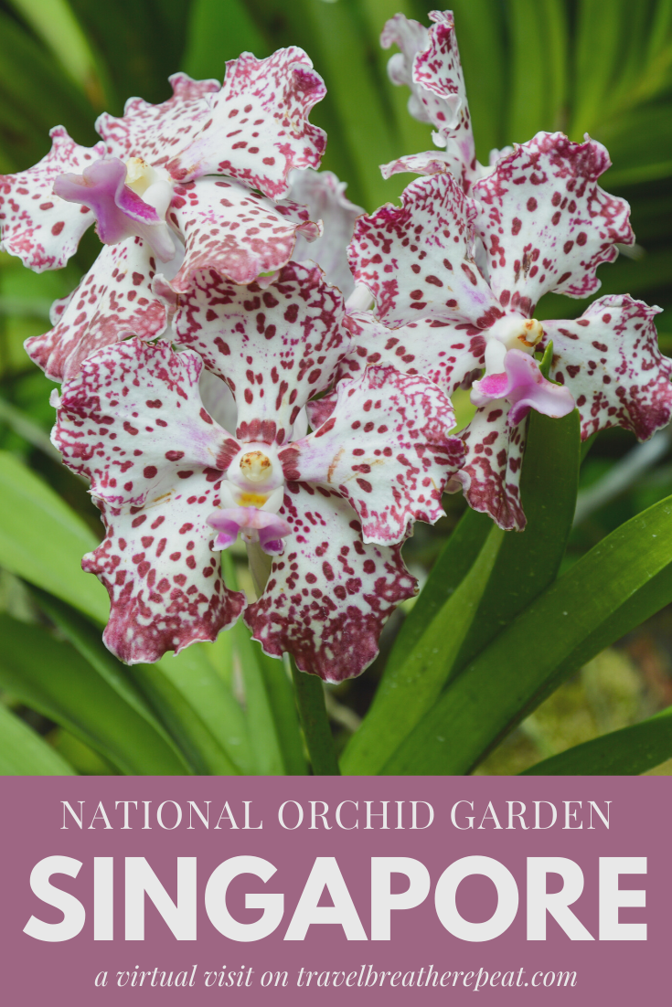 A virtual visit to the National Orchid Garden in Singapore so you can see beautiful orchids from the comfort of home #singapore #orchids #orchidgarden #flowers #asia