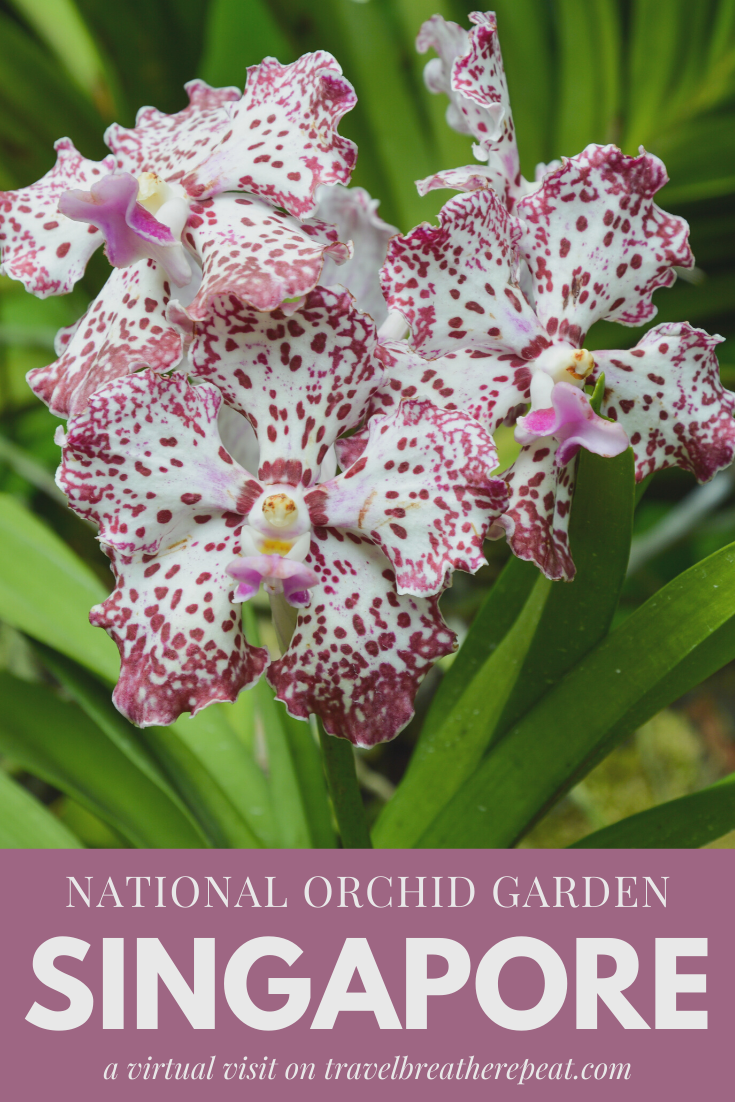 National Flower Of Singapore Orchid Sevilla Lanueva