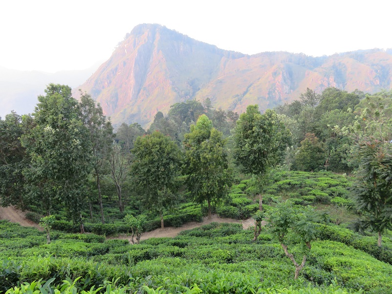 A misty scene of green trees and mountains in Sri Lanka